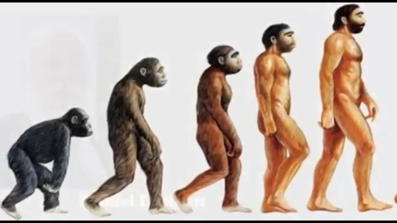Теория Дарвина о эволюции человека. Дарвин обезьяны Эволюция.