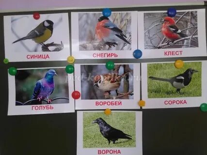 Конспект в средней группе птицы