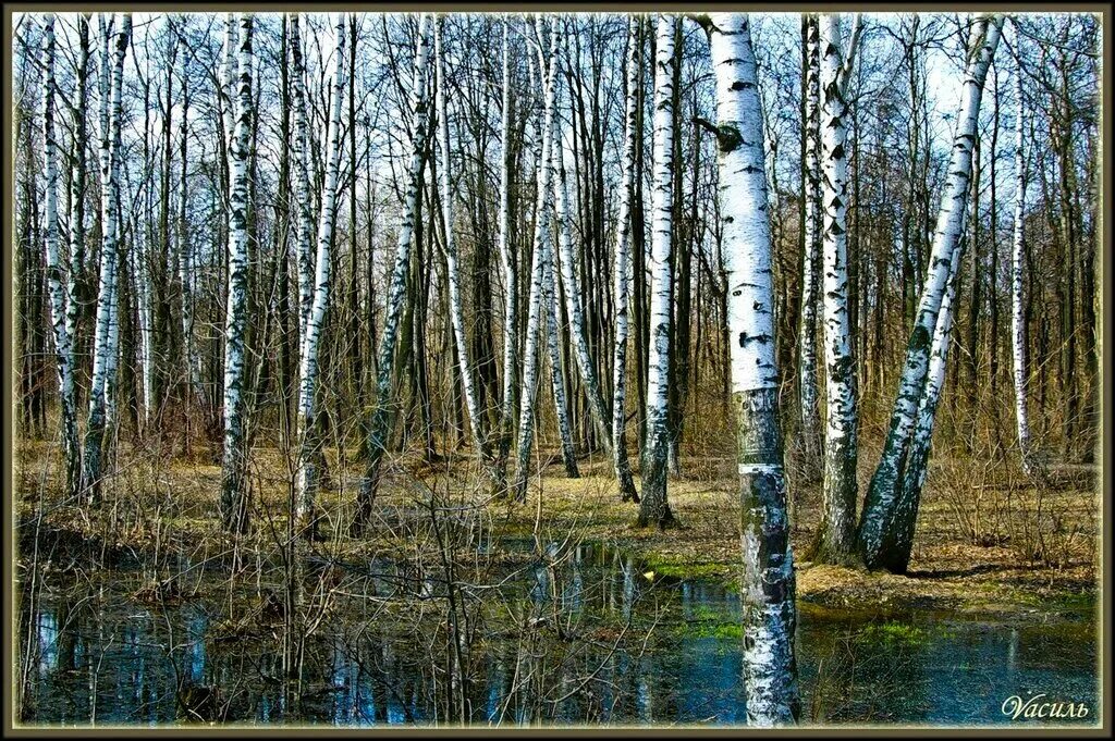 Березовая грусть грачева. Березовый лес весной.