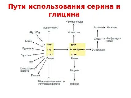 Особенности обмена и роль аминокислот