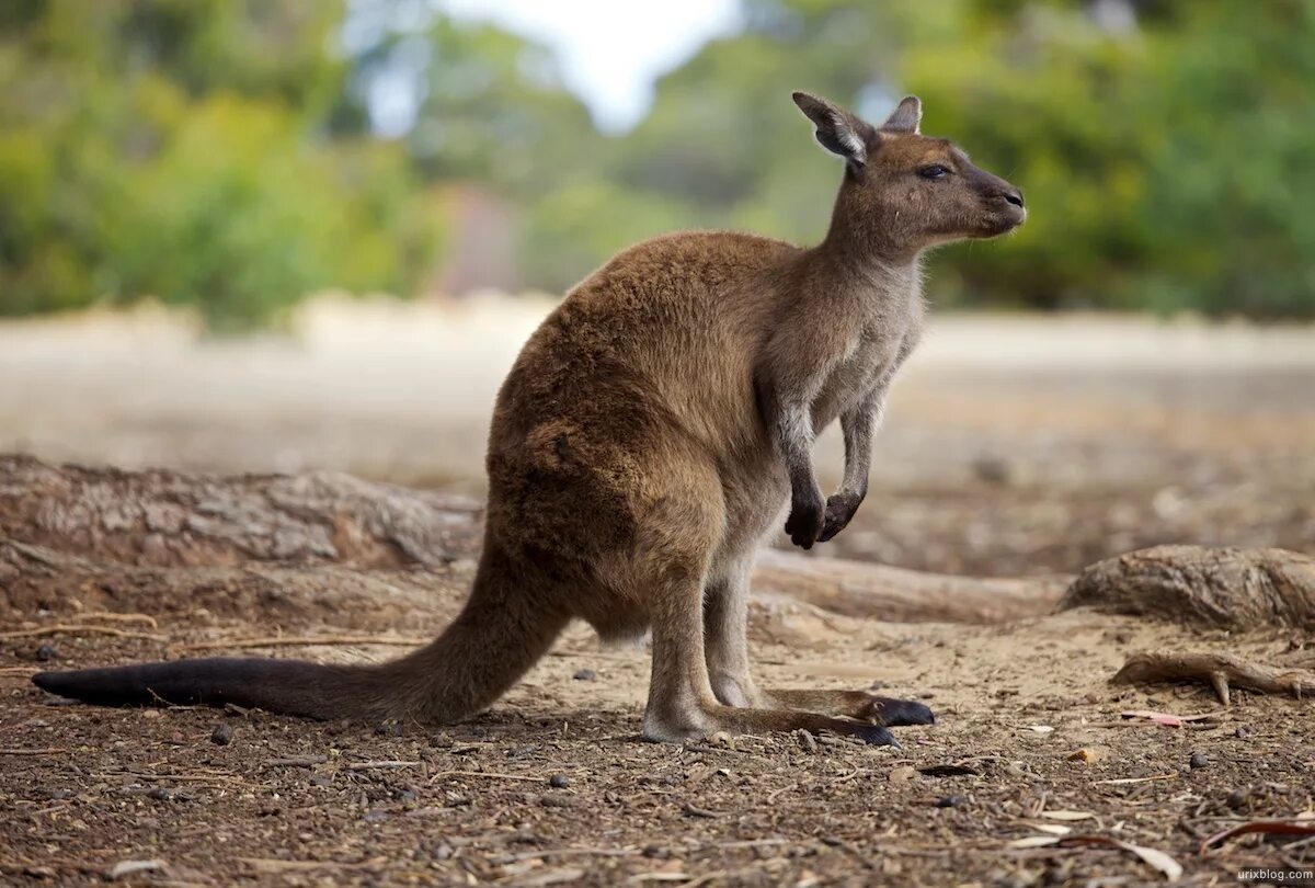 Сумчатые кенгуру. Кенгуру в Австралии. Австралийская Саванна с кенгуру. Млекопитающие кенгуру.