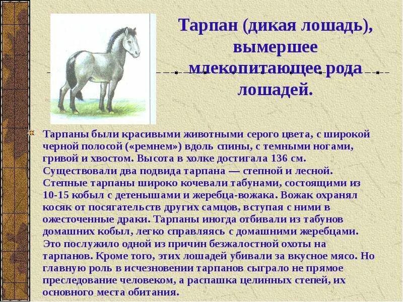 Как называется вымерший вид лошади