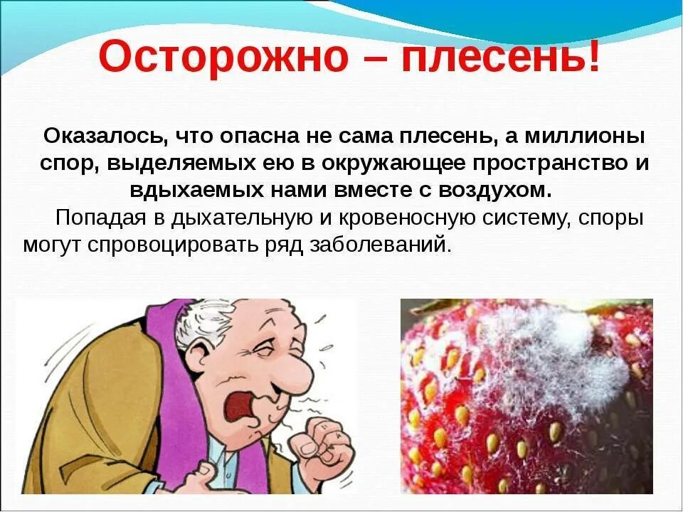 Как предотвратить плесень. Осторожно плесень. плесень презентация.