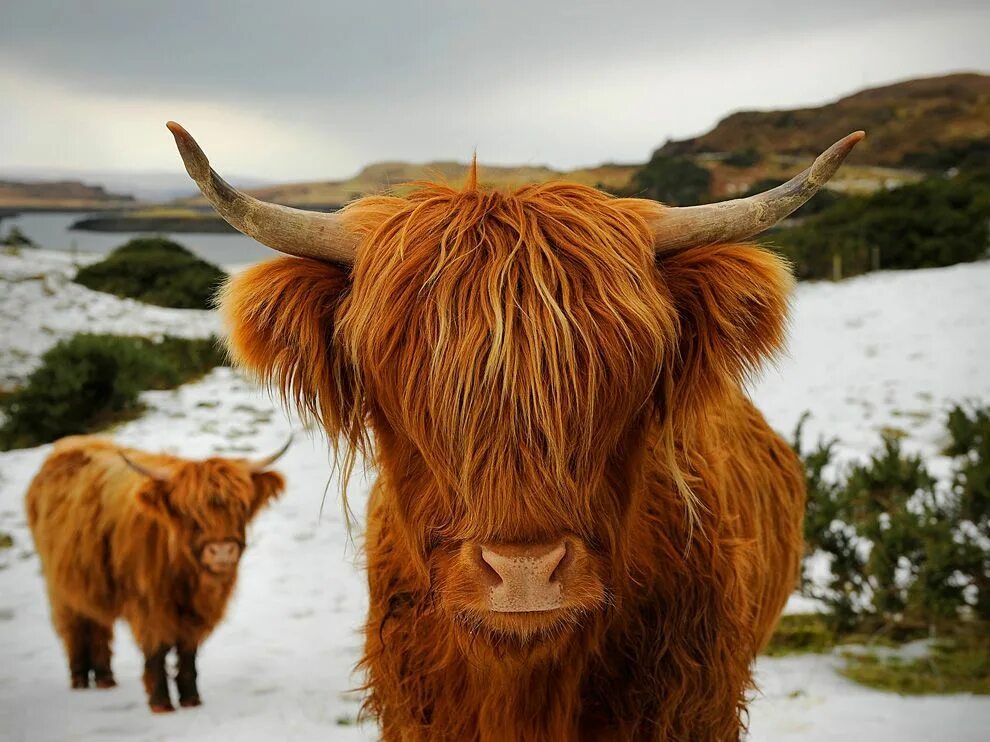 Scotland animal. Шотландские коровы хайленд. Хайлендская корова Шотландия. Шотландский бык хайленд. Highland Cattle Шотландская корова.