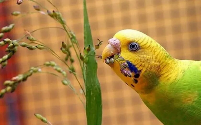 Попугаю можно давать траву. Волнистый попугайчик. Питание волнистых попугайчиков. Травяной попугай. Еда попугаев в природе.