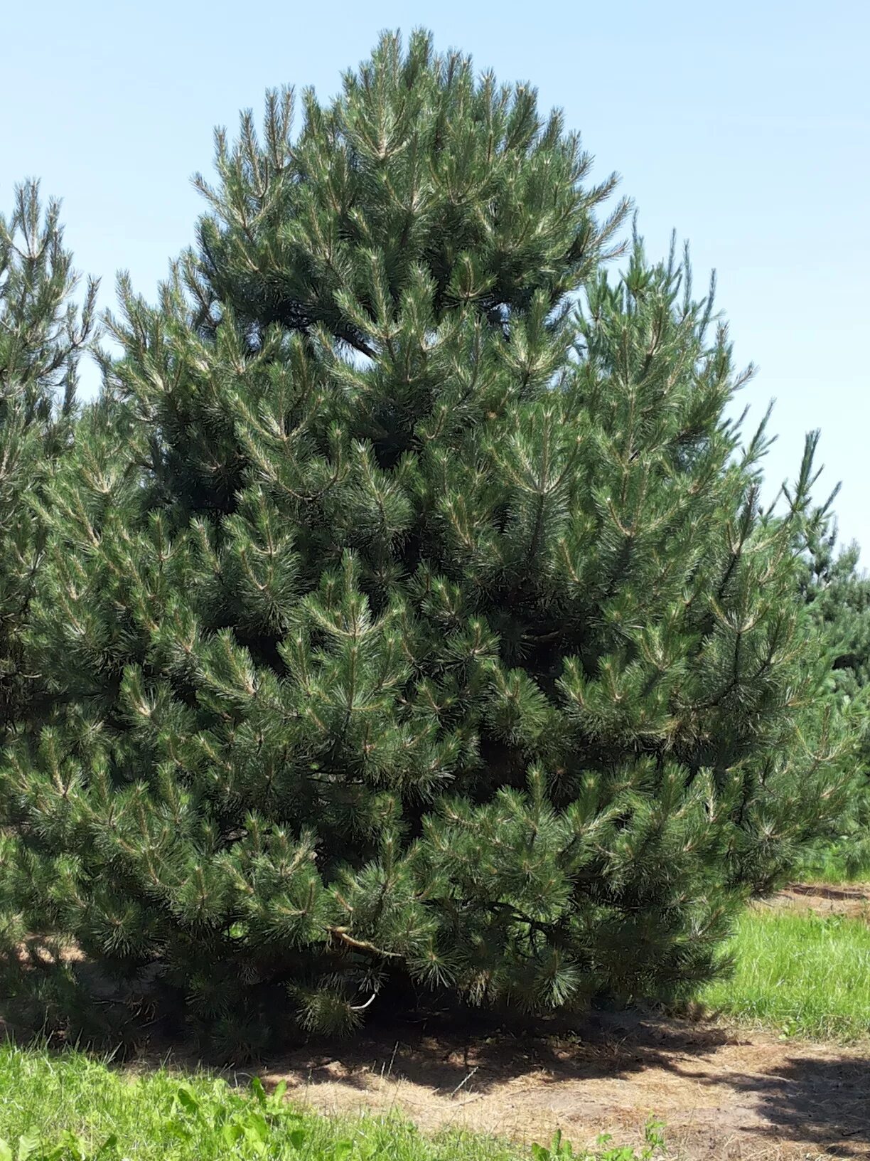 Сосна нигра описание. Pinus nigra. Сосна Пинус Нигра. Сосна черная (Pinus nigra). Сосна черная Австрийская (Pinus nigra).