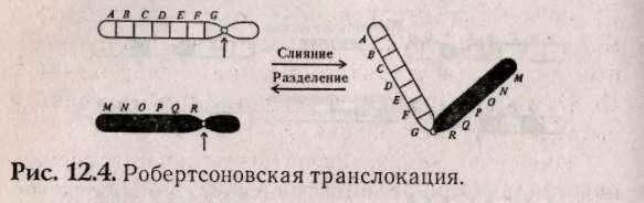 Носителем транслокации