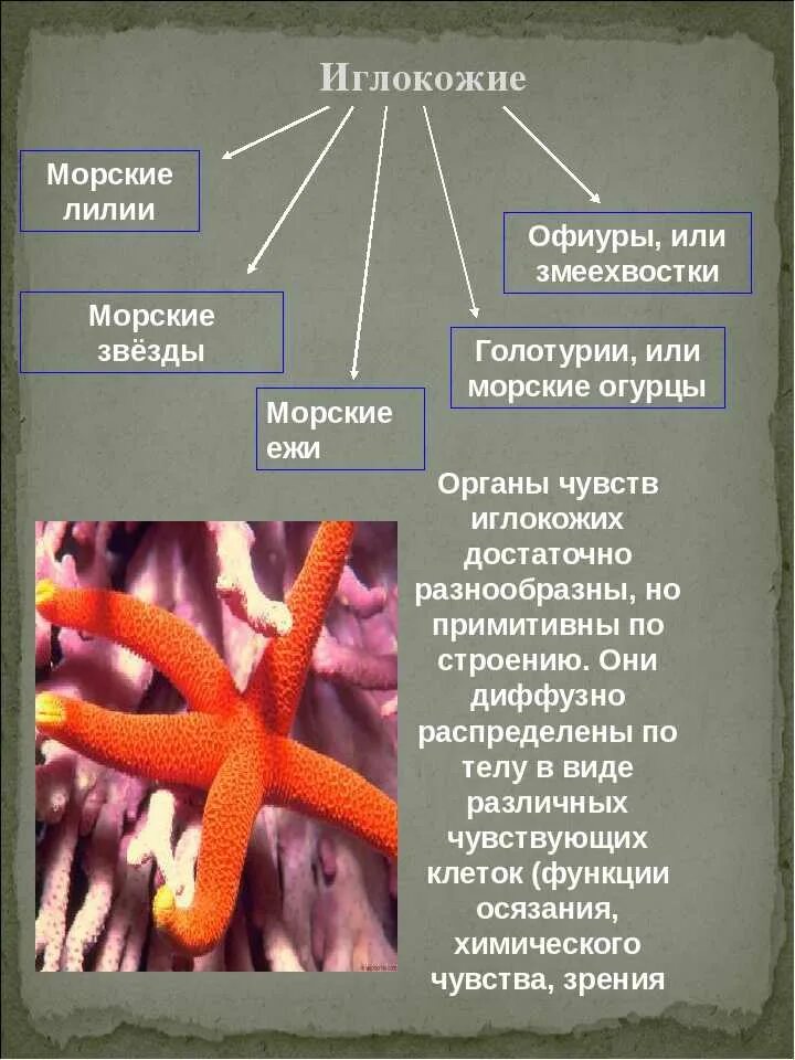 К какой группе обитателей океана относятся голотурии. Основная характеристика типа иглокожие. Иглокожие общая характеристика. Иглокожие представители 3 класс. Характеристика иглокожих.