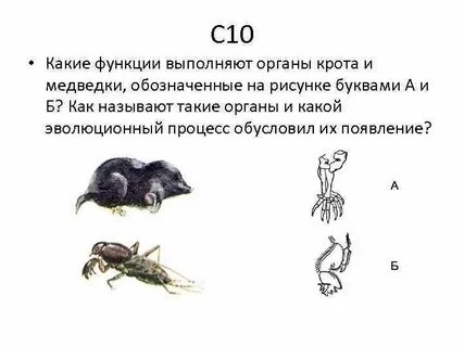 Какую функцию выполняет орган обозначенный на рисунке