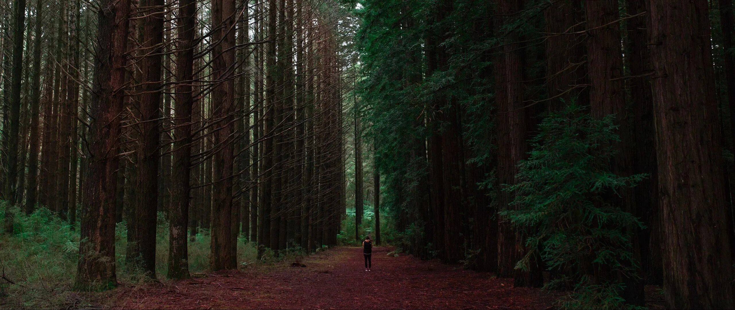Forest 2 c. Лес 1080. Лес на два экрана. Лес без людей. 2560x1080 лес.