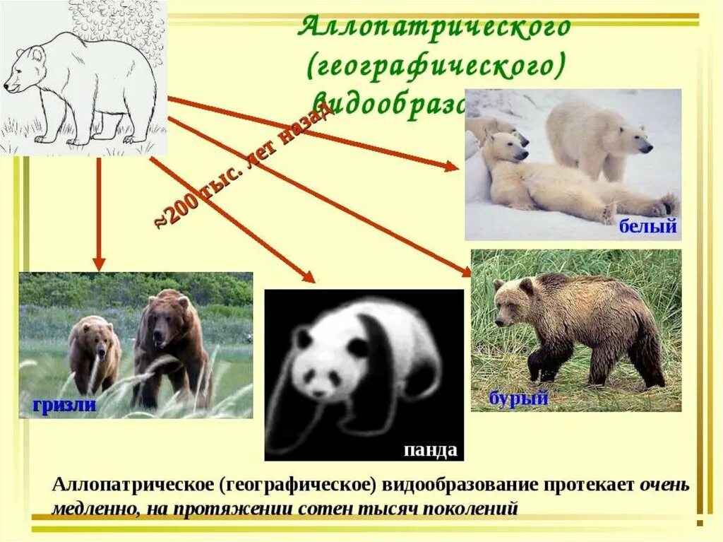 Аллопатрическое (географическое) видообразование. Географичесвидообразование. Географическое видообра. Аллопатрическое видообразование примеры. Видообразование примеры животных