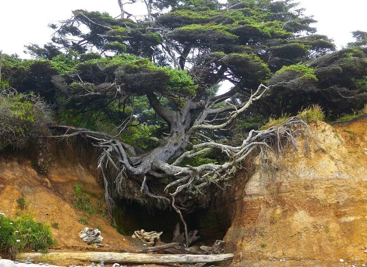 Natural say. Дерево растущее на скале. Сосна на скале. Деревья на скалах. Скалы с деревьями.