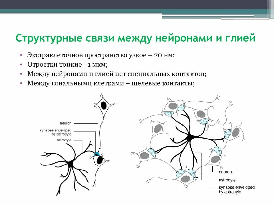 Включает несколько слоев нейронов. Схема взаимодействия нейронов. Схема нервная ткань Нейрон нейроглия. Схема соединения нейронов. Синаптические контакты между нейронами схема.