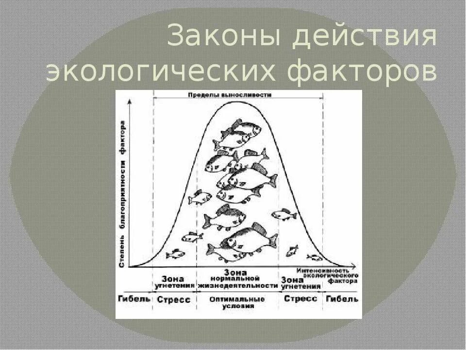 Закон экологического воздействия. Схема воздействия экологических факторов на организм. Влияние экологических факторов на организмы схема. Схема влияния экологических факторов. Закономерности действия экологических факторов на гидробионтов.