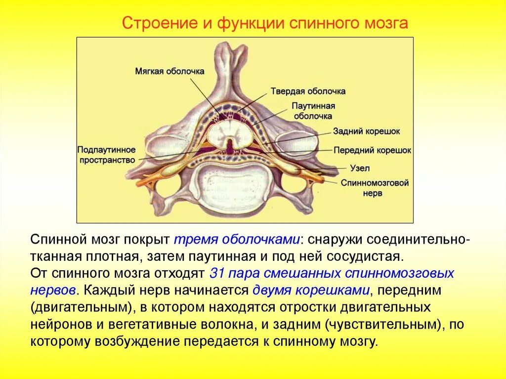 Структуры спинного мозга строение и функции. Анатомическое строение спинномозговых нервов. Строение и функции спинного мозга. Функции спинного мозга анатомия. Структура и функции спинного мозга.