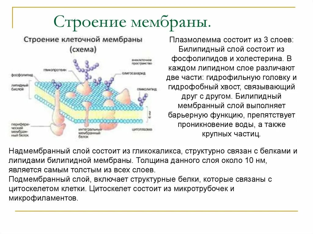 Клеточная мембрана это молекулярная структура впр физика. Клеточная мембрана структура и функции. Строение свойства и функции клеточной мембраны. Строение клетки строение биологических мембран. Клеточная мембрана строение и функции.