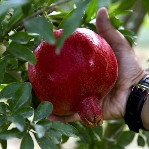 Гранат гюлоша. Гранат сорт никитинский. Гранат сорта описание. Гранат ачик анор. Сорта граната для краснодарского края.