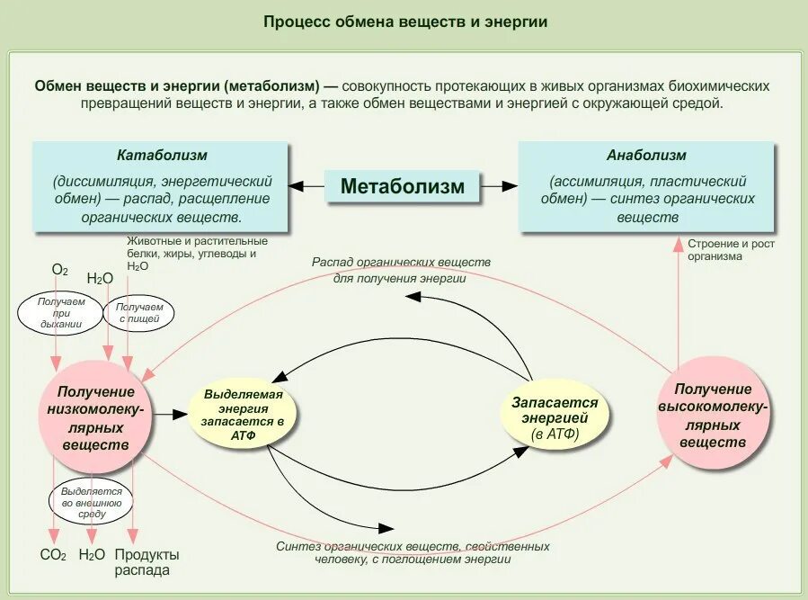 Функция обмен с окружением. Обмен веществ схема ЕГЭ. Метаболизм ЕГЭ биология. Обмен веществ ЕГЭ.