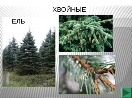 Окружающий мир ели