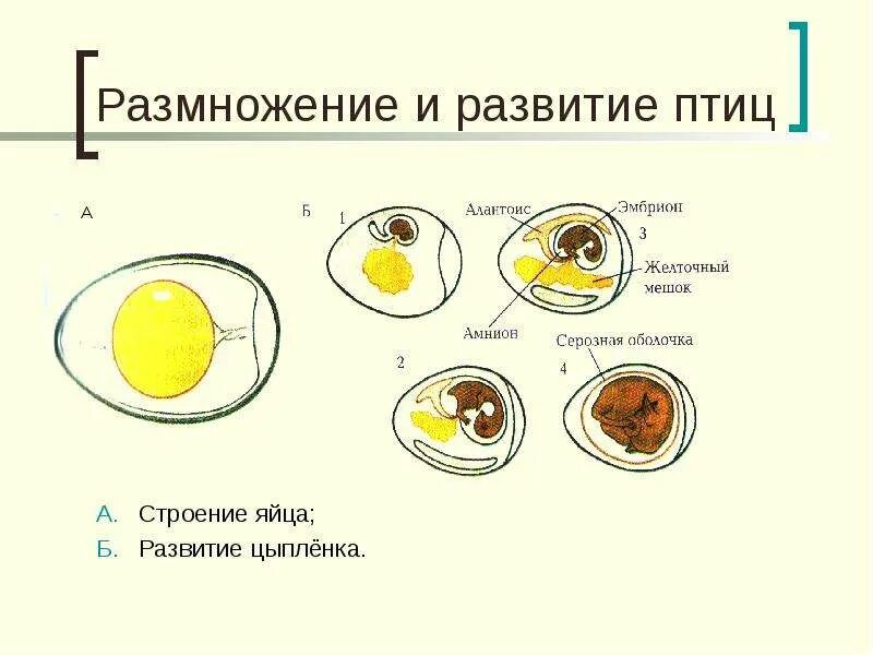 Размножение птиц 8 класс. Строение яйца и развитие зародыша птицы. Размножение и развитие птиц строение яйца. Схема развития яйца птицы. Размножение и развитие птиц 7 класс.