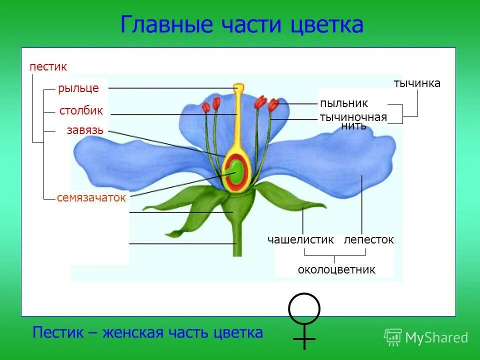 Завязь и семязачаток. Тычиночная нить, пестик завязь. Строение цветка пестик и тычинка. Пыльник тычиночная нить рыльце завязь.