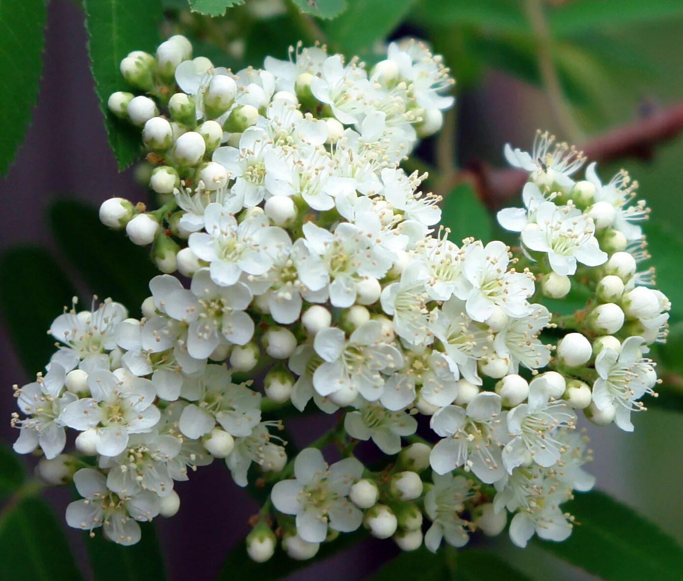 Цвела рябина белая. Рябина с белыми цветами. Рябина цветет. Рябина обыкновенная цветки. Белые цветы рябины.