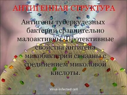 Туберкулезный антиген