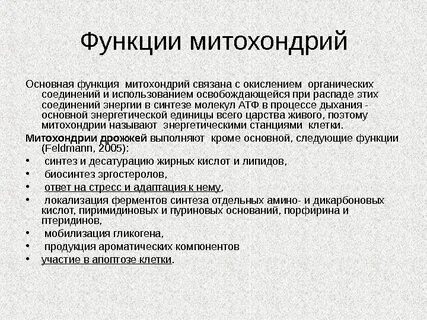 Какую функцию выполняет митохондрия