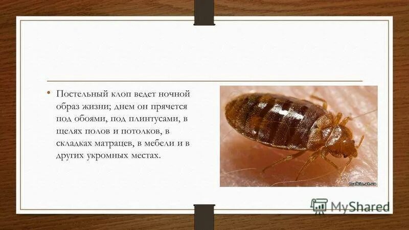 Какие болезни переносят клопы. Постельный клоп переносчик. постельный клоп превращение. клопы переносчики заболеваний. постельные клопы презентация.