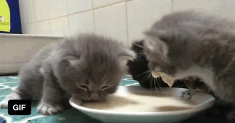 Котята выросли немножко а есть из блюдца