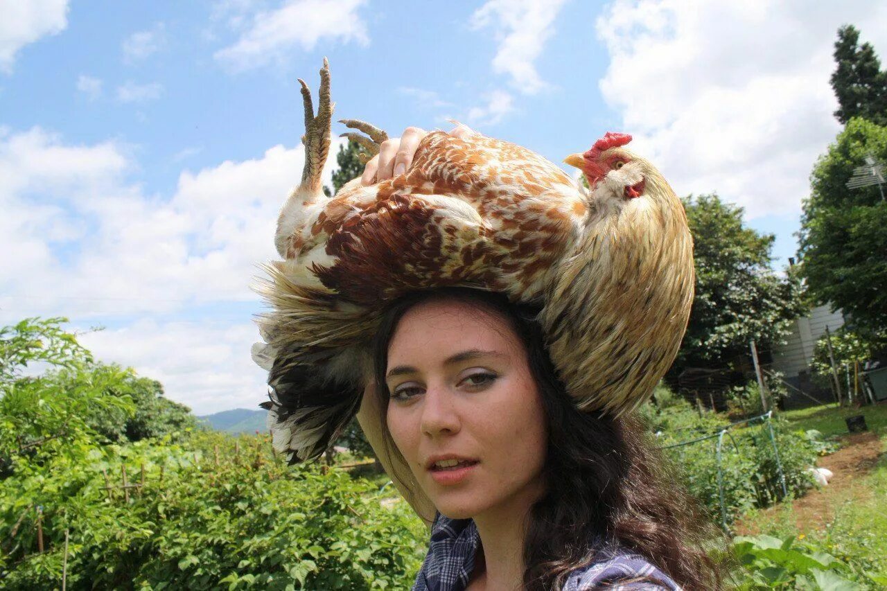 Прическа петуха. Девушка с курицей. Курицы с прической на голове. Гнездо на голове прическа.