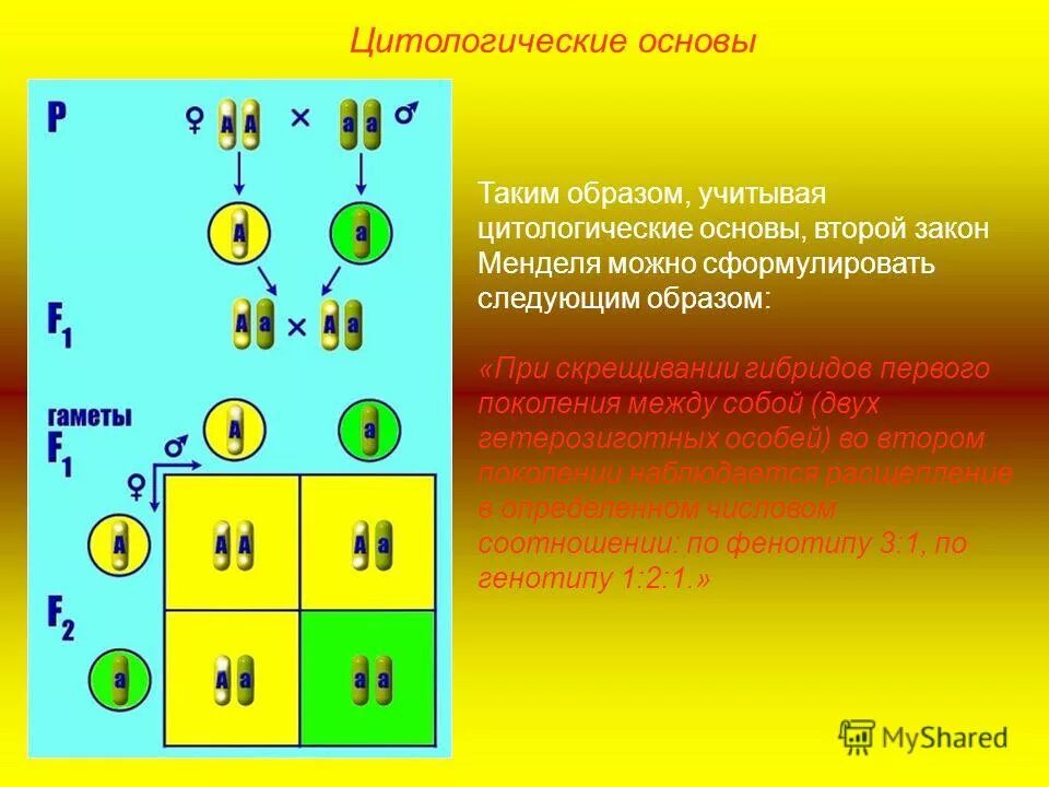 Расщепление по фенотипу 2 закон менделя. При скрещивании двух гетерозиготных особей наблюдается. Генотип потомков второго поколения. При скрещивании двух гетерозиготных особей наблюдается. 3 закон менделя формулировка и схема.