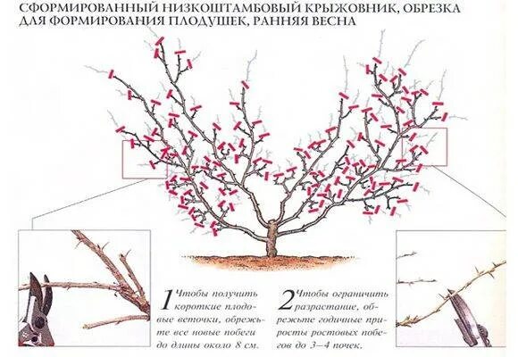 Как правильно делать обрезку крыжовника. Схема обрезки крыжовника осенью. Формировка куста крыжовника. Айва японская обрезка и формирование. Схема обрезки айвы.