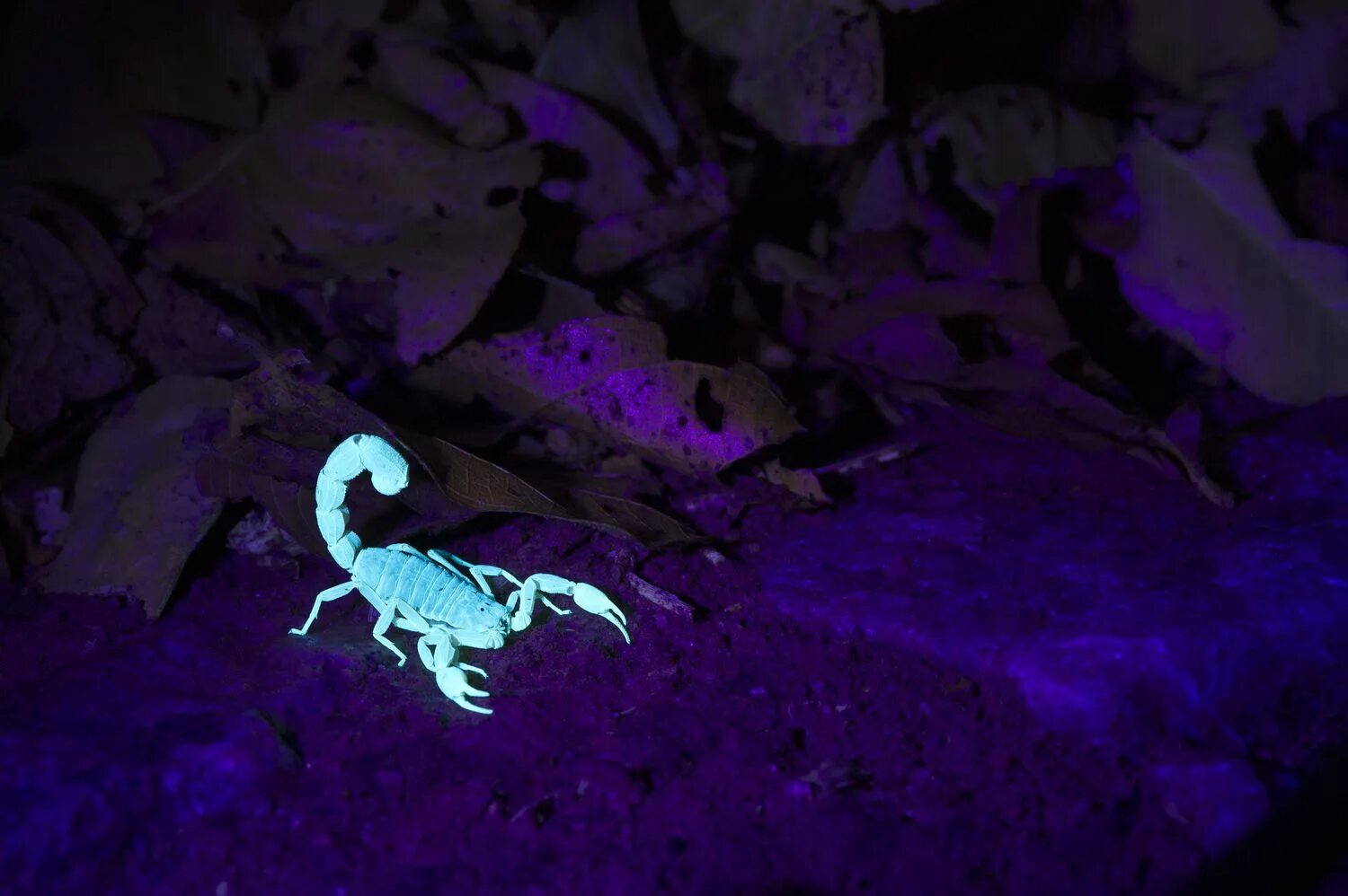 Скорпион ящерица. Скорпион в ультрафиолете. Светящиеся Скорпионы. Скорпионы светятся в темноте. Свечение скорпиона в ультрафиолете.