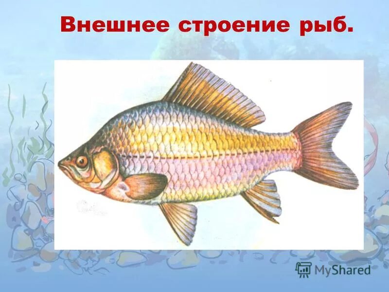 Рисунок строение рыбы 2 класс. Рисунок строение рыбы 2 класс
