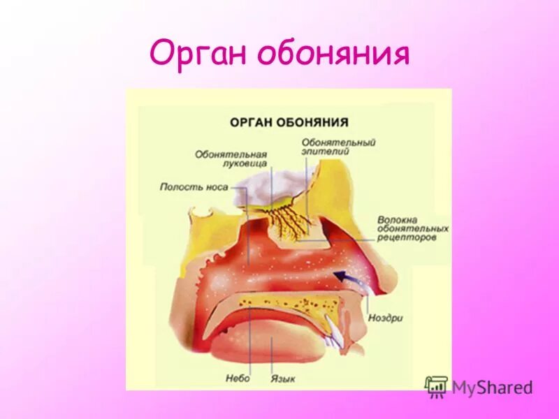 Орган обоняния