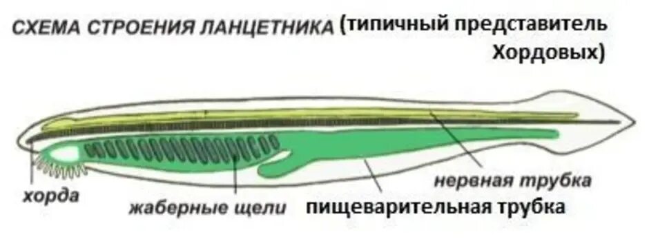 Схема пищеварительной дыхательной и половой систем ланцетника. Схема пищеварительной дыхательной системы ланцетника. Кишечная трубка у ланцетника. Дыхательная система ланцетника.