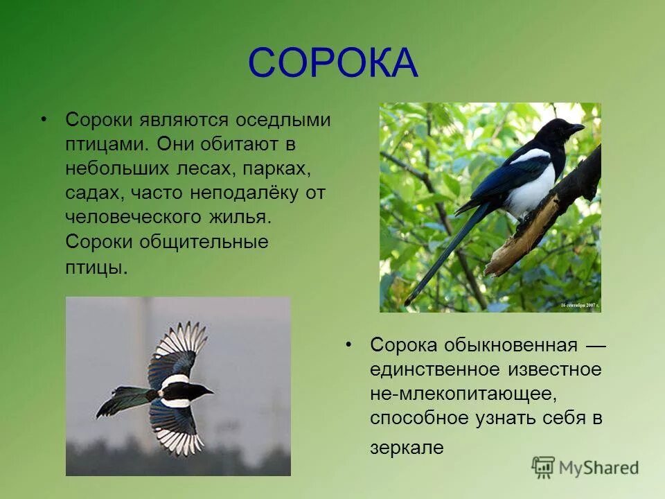 Сколько живут сороки. Описание сороки. Сорока краткое описание. Информация о Сороке. Доклад про сороку.