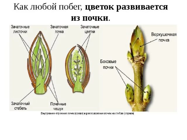 Побег вырастающий из почки. Верхушечные почки растений картины. Строение почки и побега. Почки на побегах цветов. Строение почки растения ВПР.