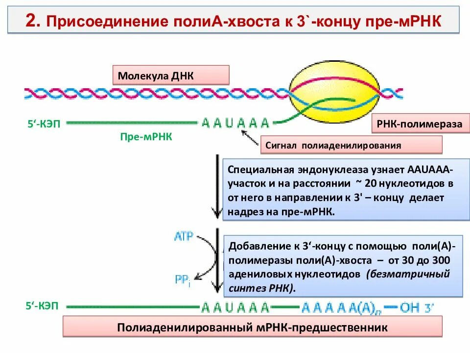 Структура матричной РНК эукариот. Полиаденилирование 3 -конца МРНК У эукариот. Строение пре МРНК. Структура м РНК У эукариот.