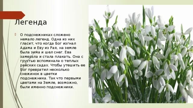 Что означает подснежник. Легенда о подснежнике. день подснежника. мифы о подснежниках. легенда о подснежнике для детей.
