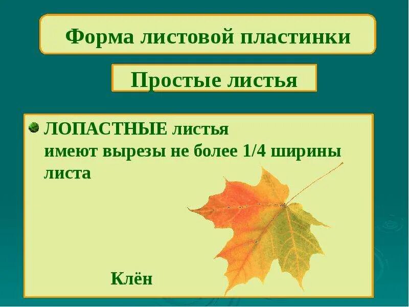 Любой лист имеет. Край листовой пластинки клена. Форма листовой пластинки клена. Строение листа клена. Лист для презентации.