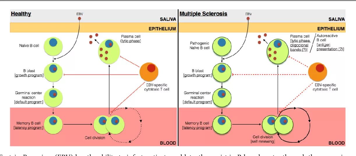 Антитела к epstein barr virus igg. Вирус Эпштейна-Барр белки. Вирус Эпштейна-Барр патогенез. Вирус Эпштейна-Барр распространенность.