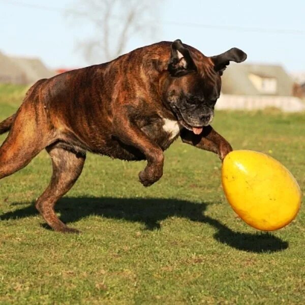 Egg для собак. Egg для собак. Egg для собак. Неуловимое яйцо для собак. Неуловимое яйцо для собак.