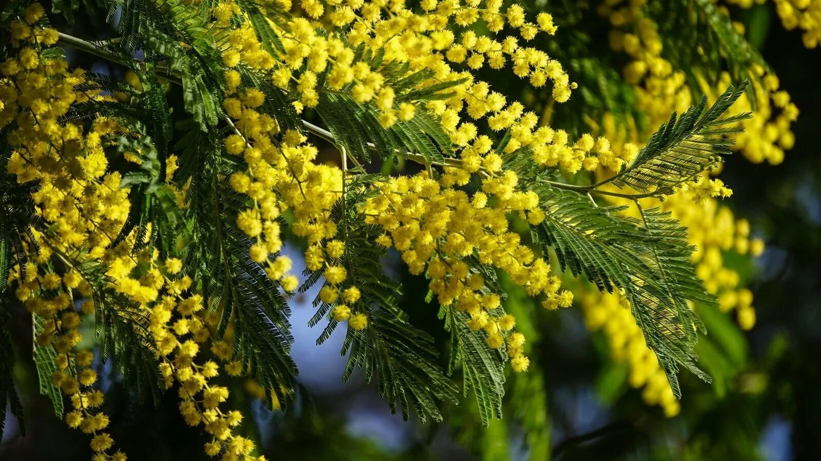 От мимозы болит голова. Акация Мимоза. Мимоза Acacia dealbata. Акация серебристая (Acacia dealbata). Мимоза Акация Абхазия.