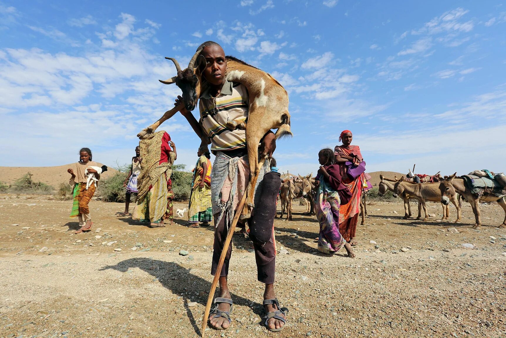 Засуха животные. Засуха и голод в Восточной Африке 2011. Африканский Рог засуха.