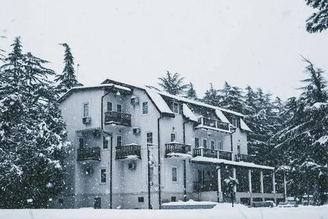 Очамчир самшит 555
