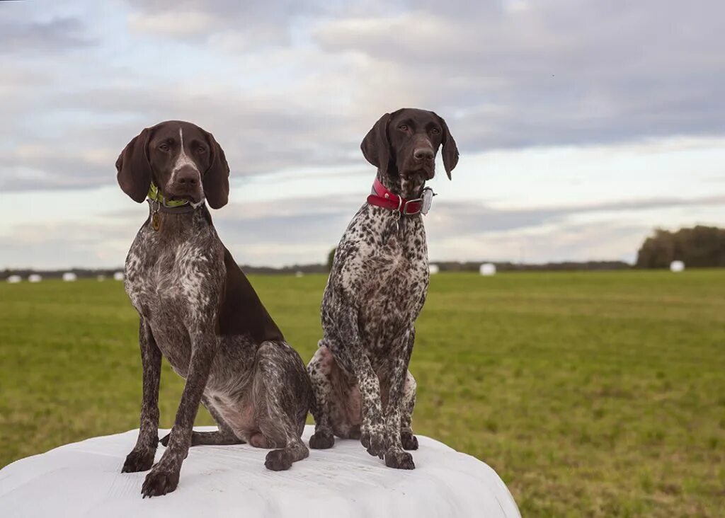 команда помощи курцхааром. курцхаар и дратхаар. курцхаар карликовый. курцхаар легавая охотничья. команда помощи курцхааром.