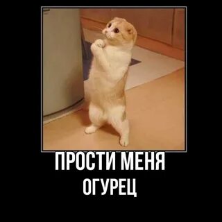 Извинить встретить