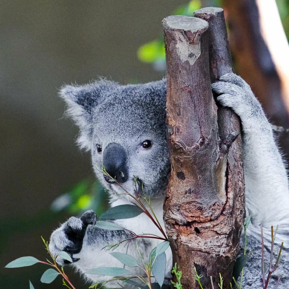 Любящая коала. Когти коалы. Алекс коал. Коала Болотная Дальневосточная. Коала спячка.